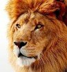 Mac OS X Lion: Sicherheitslücke ermöglicht Zugriff auf Passwörter Mac OS X Lion: Sicherheitslücke ermöglicht Zugriff auf Passwörter